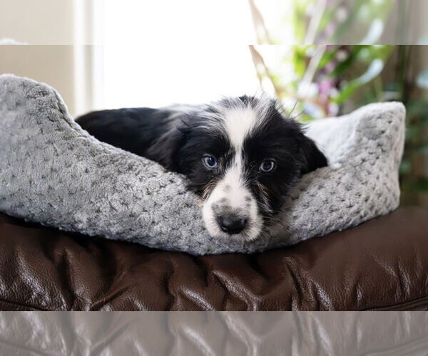 Medium Photo #3 Maltese-Unknown Mix Puppy For Sale in Andover, MN, USA