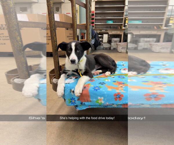 Medium Photo #3 Border Collie-Boxer Mix Puppy For Sale in Germantown, OH, USA