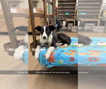 Small #2 Border Collie-Boxer Mix