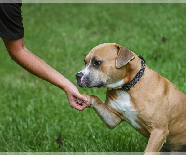 Medium Photo #7 Mutt Puppy For Sale in  Gainesville, FL, USA