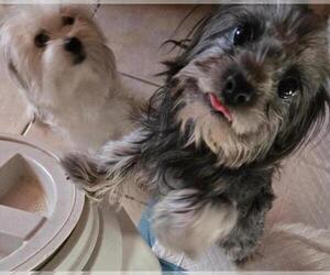 Darcy - Female Maltese-Unknown Mix Dog for Adoption - Photo #3