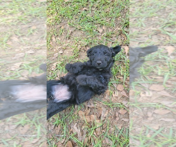 Medium Photo #2 Aussiedoodle Puppy For Sale in CONWAY, SC, USA