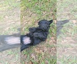 Small Photo #26 Aussiedoodle Puppy For Sale in CONWAY, SC, USA