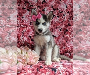 Siberian Husky Puppy for sale in QUARRYVILLE, PA, USA