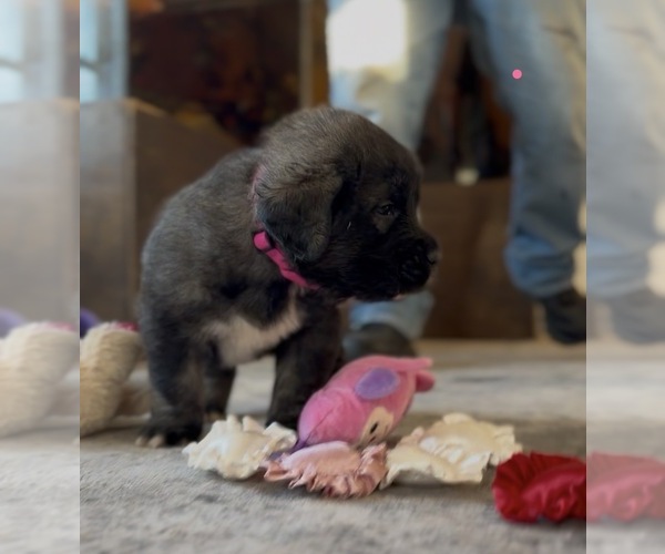 Medium Photo #38 Mastiff-Pyrenean Mastiff Mix Puppy For Sale in RHOME, TX, USA
