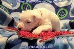 Small Photo #95 Dogo Argentino Puppy For Sale in JANE, MO, USA