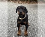 Small #6 Doberman Pinscher