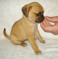 Puggle Puppy for sale in VICTORIA, VA, USA
