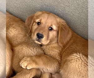 Medium Golden Retriever