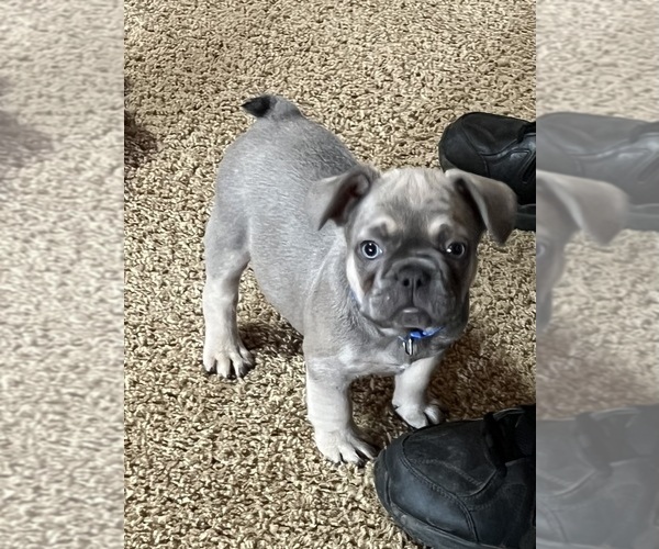Medium Photo #6 French Bulldog Puppy For Sale in CAMERON, OK, USA