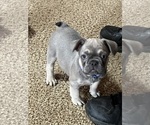 Puppy TEETO French Bulldog