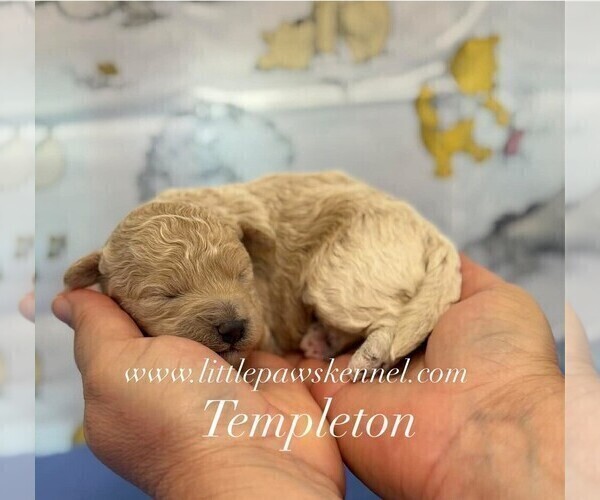 Medium Photo #2 Maltipoo (Miniature) Puppy For Sale in WINNSBORO, LA, USA