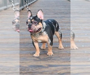 French Bulldog Puppy for sale in PALMDALE, CA, USA