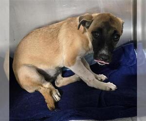 German Shepherd Dog-Unknown Mix Dogs for adoption in Bakersfield, CA, USA