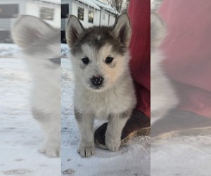 Alaskan Malamute Puppy for sale in CRIVITZ, WI, USA