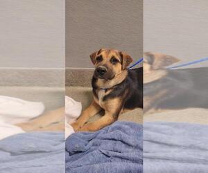 American Pit Bull Terrier-Unknown Mix Dogs for adoption in Las Vegas, NV, USA