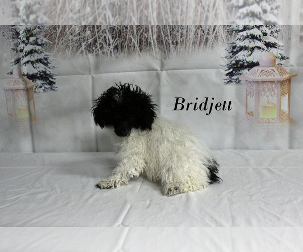 Medium Photo #25 Poodle (Toy) Puppy For Sale in CHANUTE, KS, USA