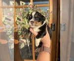 Image preview for Ad Listing. Nickname: Litter of 7