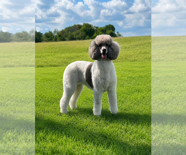 Medium Photo #1 Poodle (Standard) Puppy For Sale in Pacolet, SC, USA