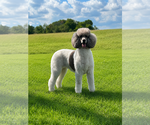 Small Poodle (Standard)