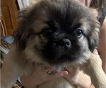 Puppy Junior Pekingese