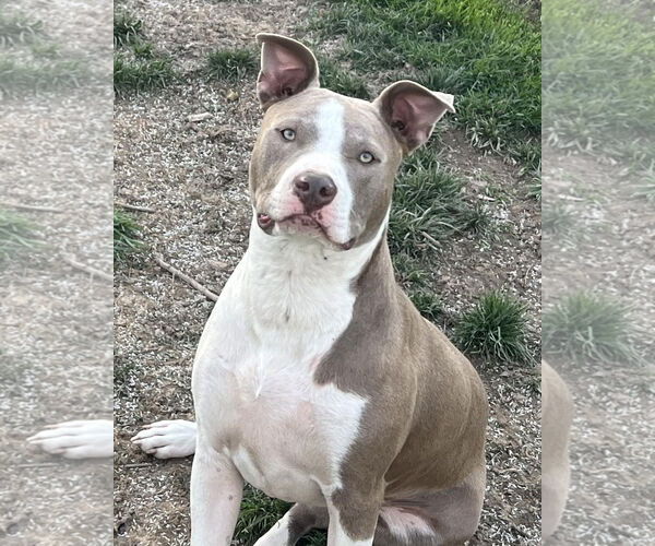 Medium Photo #3 American Pit Bull Terrier-Unknown Mix Puppy For Sale in Germantown, OH, USA