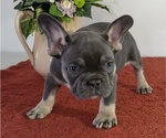 Small Photo #23 French Bulldog Puppy For Sale in GOSHEN, IN, USA