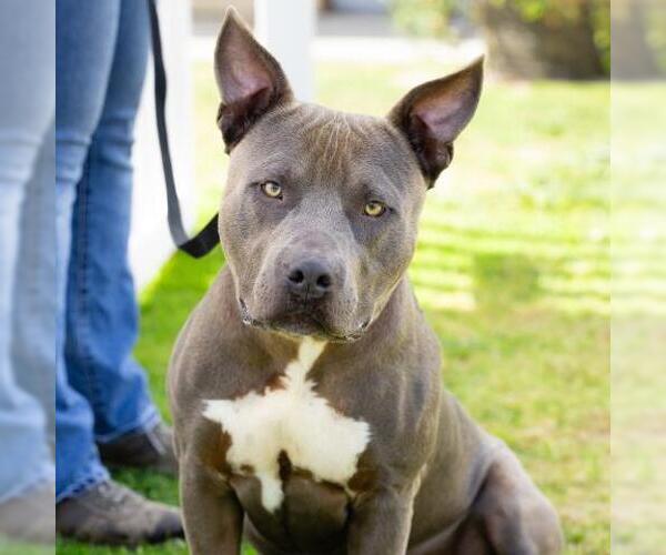 Medium Photo #1 Mutt Puppy For Sale in Camarillo, CA, USA