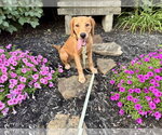Small Golden Retriever