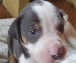 Small Photo #2 Catahoula Leopard Dog Puppy For Sale in WADDY, KY, USA