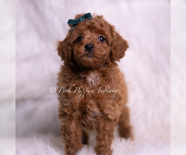Medium Photo #3 Poodle (Miniature) Puppy For Sale in WARSAW, IN, USA