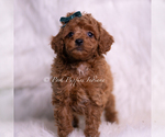 Small #2 Poodle (Miniature)