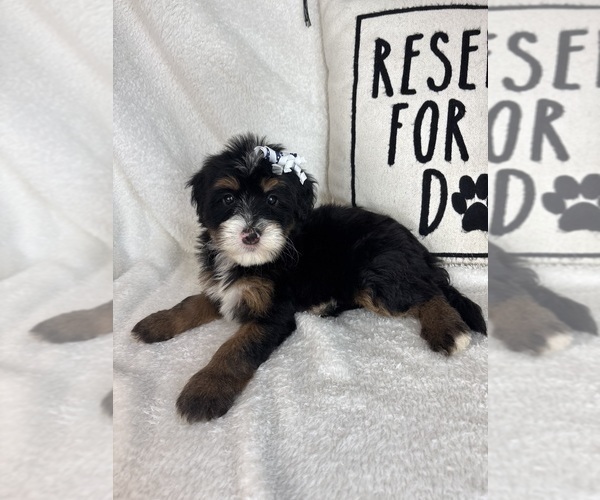 Medium Photo #6 Bernedoodle Puppy For Sale in GREENFIELD, IN, USA