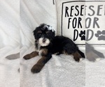 Small #5 Bernedoodle