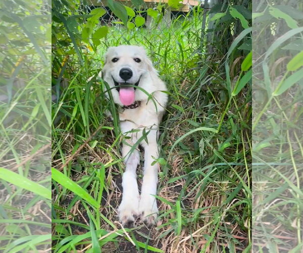 Medium Photo #6 Great Pyrenees-Unknown Mix Puppy For Sale in Germantown, OH, USA