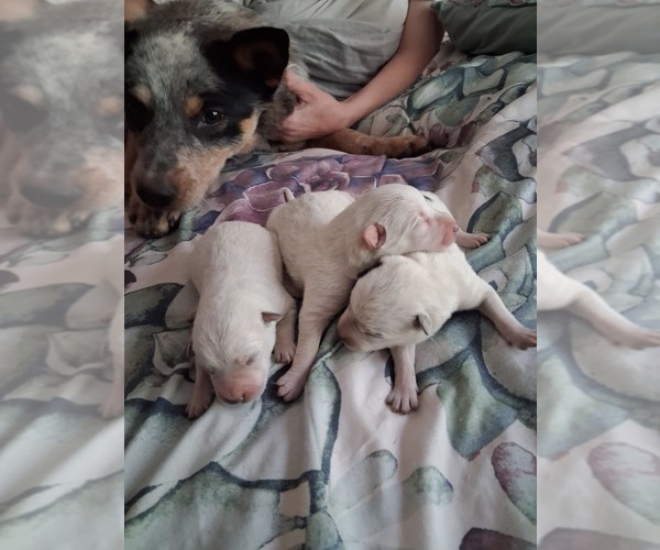 Medium Photo #1 Australian Cattle Dog Puppy For Sale in SENECA ROCKS, WV, USA