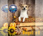 Small #7 Jack Russell Terrier Mix