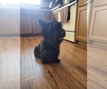 Small Photo #1 Scottish Terrier Puppy For Sale in SPRINGDALE, AR, USA