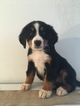 Small Photo #1 Bernese Mountain Dog Puppy For Sale in APPLE CREEK, OH, USA