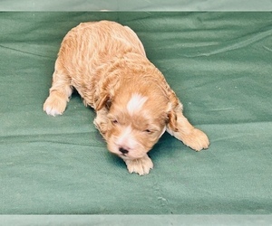 Morkie-Poodle (Toy) Mix Puppy for sale in WHITE OAK, GA, USA