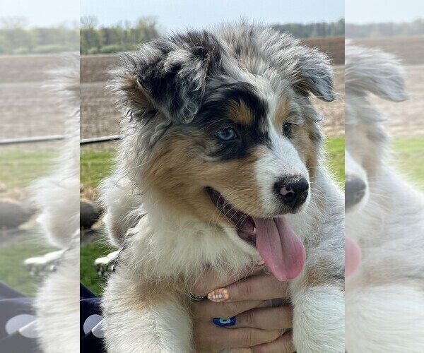 Medium Photo #2 Australian Shepherd Puppy For Sale in SANDUSKY, OH, USA