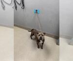Small American Staffordshire Terrier Mix