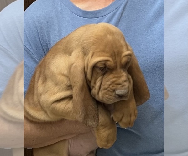 Medium Photo #11 Bloodhound Puppy For Sale in FORT MORGAN, CO, USA