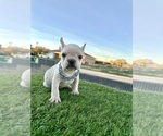 Small #8 French Bulldog
