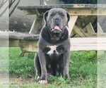 Small Photo #1 Cane Corso Puppy For Sale in QUARRYVILLE, PA, USA