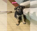 Small Mutt