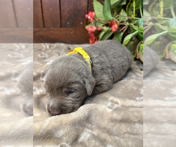 Medium Photo #18 Labrador Retriever Puppy For Sale in NEOLA, WV, USA