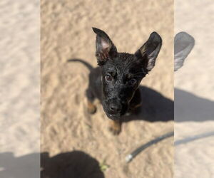 Hail - Female Shepweiller Dog for Adoption - Photo #4