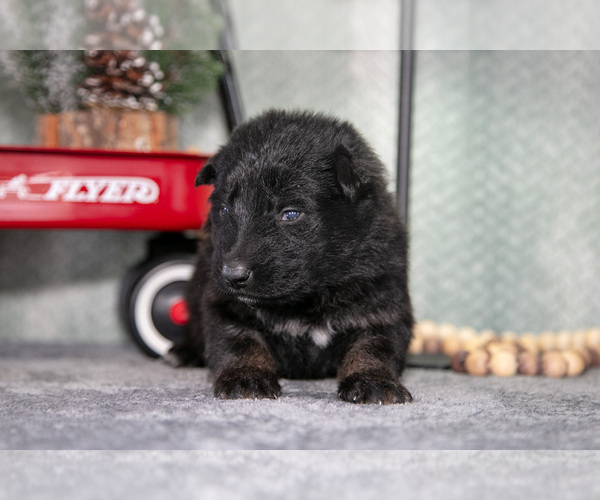 Medium Photo #27 German Shepherd Dog Puppy For Sale in NAPPANEE, IN, USA