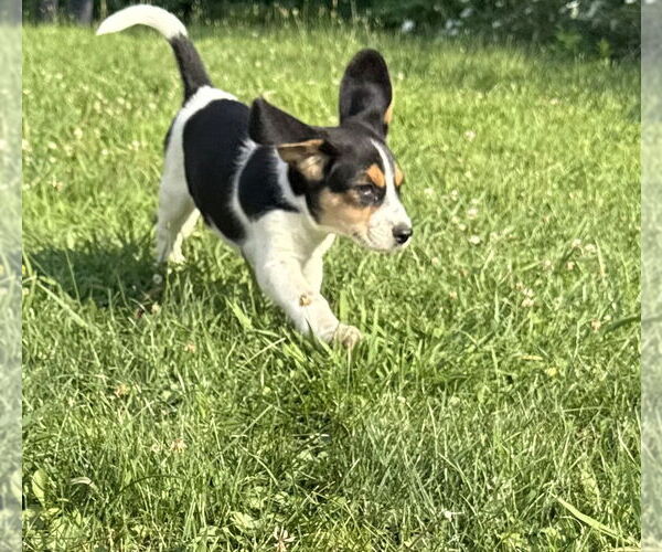 Medium Photo #3 Beagle-Unknown Mix Puppy For Sale in Springdale, PA, USA